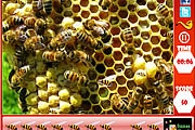 蜂窩 - 隱藏的蜜蜂